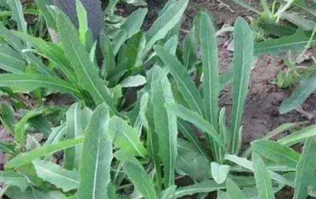 在田間小路看見的優(yōu)質(zhì)牧草-苦荬菜種植技術(shù)及品種價(jià)值 