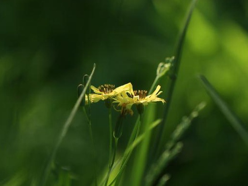 苦荬菜栽培技術與種植環(huán)境要求