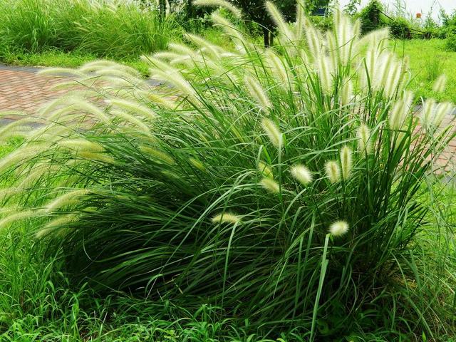 狼尾草種植技術(shù)是什么，有什么需要注意的