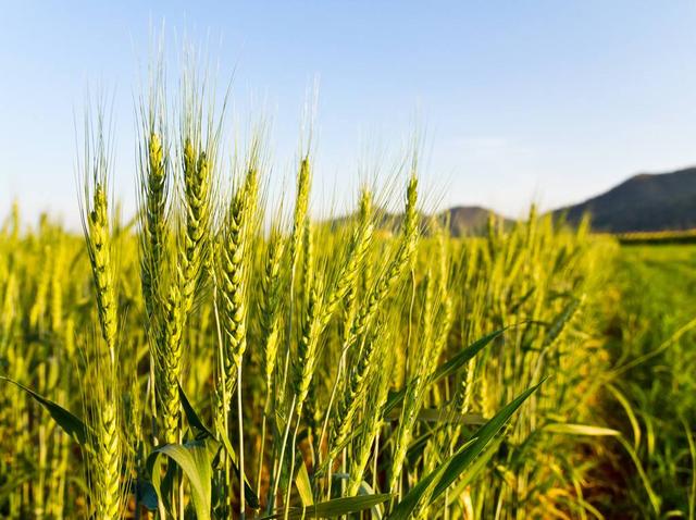 大麥的種植方法與田間管理技術(shù)‖病蟲害防治有哪些