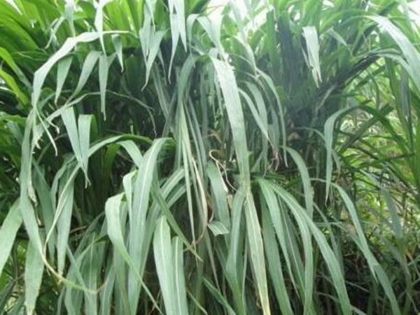 皇竹草種植經(jīng)濟(jì)效益有哪些？作用是什么？