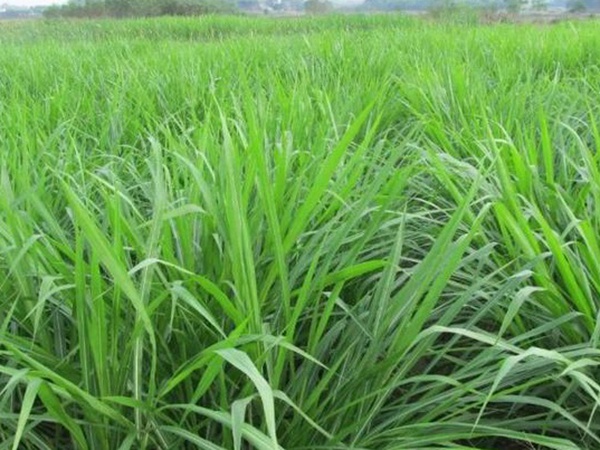 皇竹草養(yǎng)牛，種植皇竹草牧草一畝地可以養(yǎng)殖多少牛？