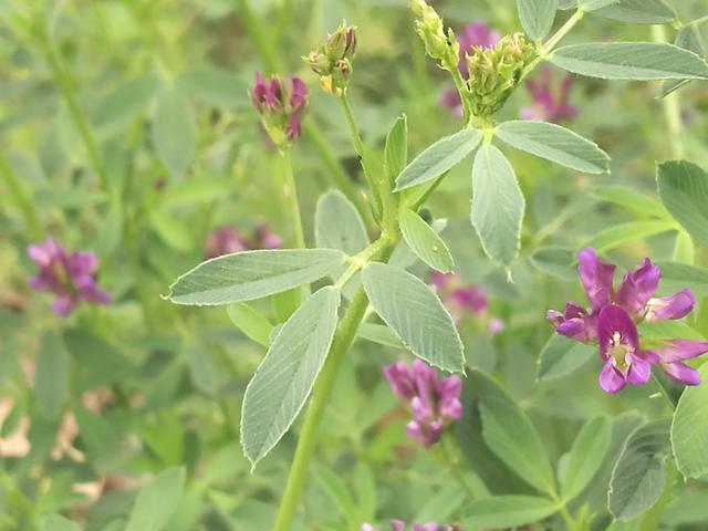 溫帶優(yōu)質(zhì)牧草——紫花苜蓿