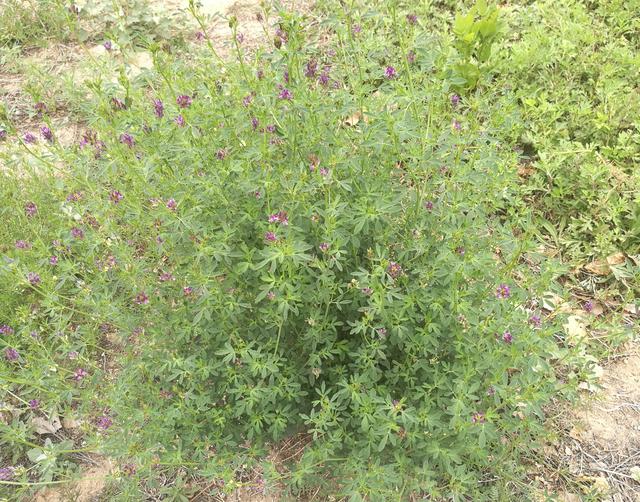 溫帶優(yōu)質(zhì)牧草——紫花苜蓿