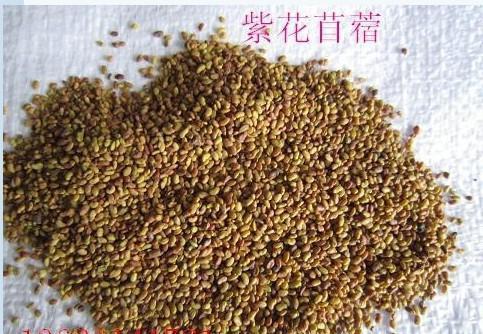紫花苜蓿的市場批發(fā)價格以及播種方法