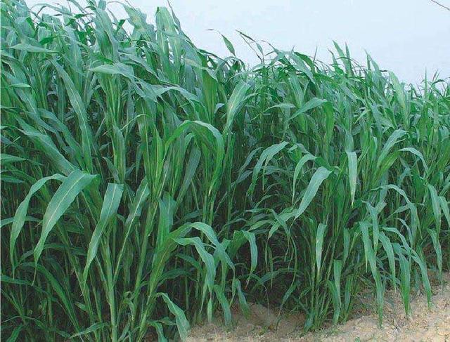 優(yōu)質(zhì)的牧草——蘇丹草，怎么種植可以高產(chǎn)