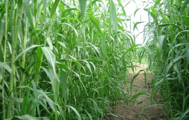 優(yōu)質(zhì)牧草——高丹草，種植高丹草種子如何高產(chǎn)？