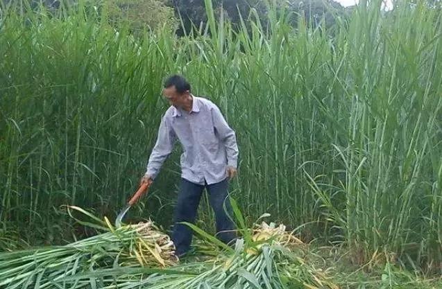 肉牛只喂象草可以嗎？有什么需要？