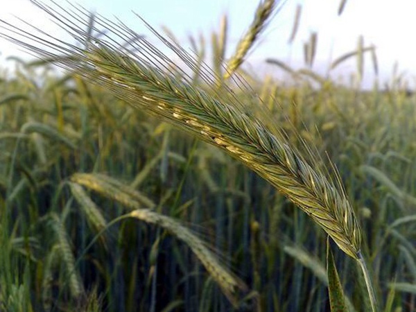 燕麥種植的生長環(huán)境是怎樣的？有什么需要注意的？