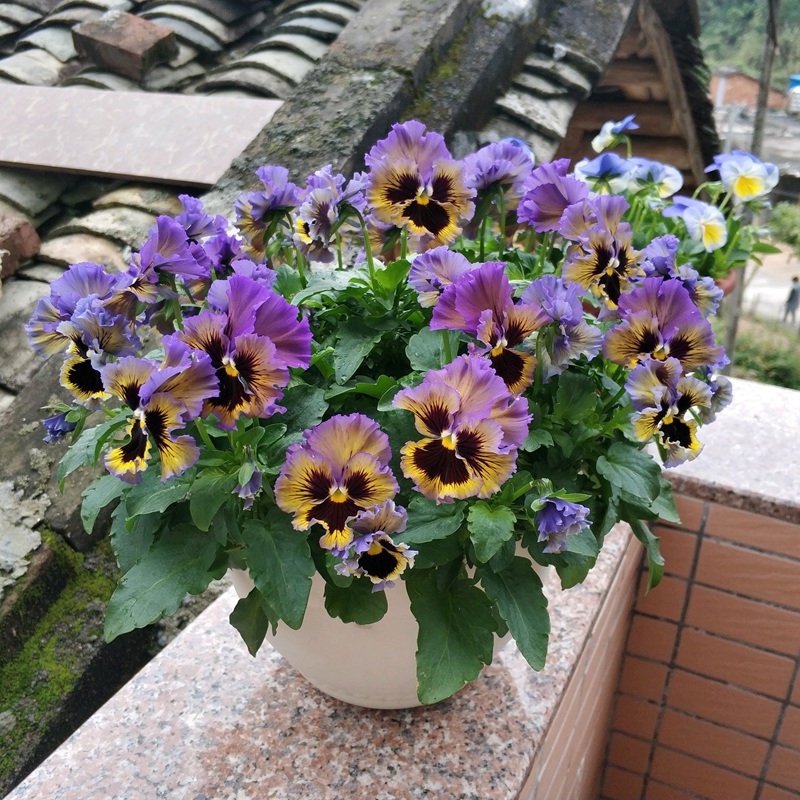 三色堇