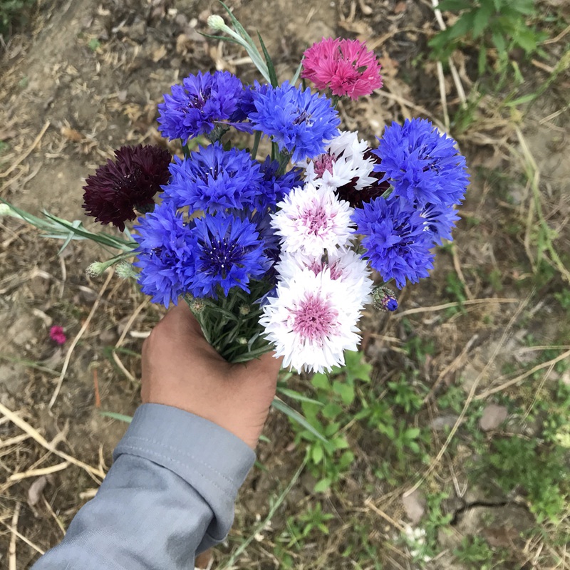 矢車菊