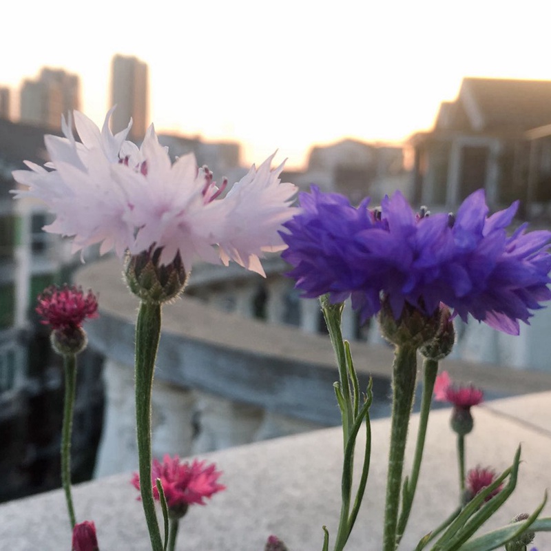 矢車菊
