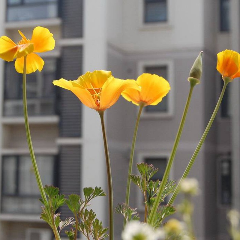 三色旋花