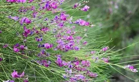 守護(hù)沙漠的花姑娘——花棒形態(tài)特征以及經(jīng)濟(jì)價值