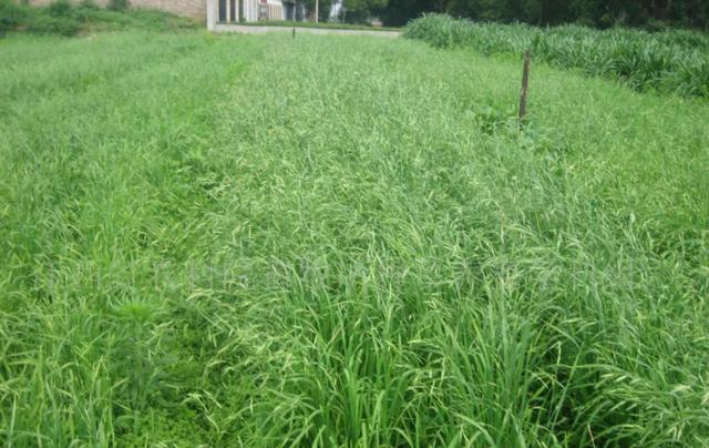 冬牧70黑麥草和黑麥草兩者有什么區(qū)別？