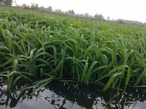 種植小米草的優(yōu)勢在哪里？養(yǎng)殖小龍蝦怎么樣？