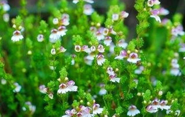 要想小米草種的好，要學(xué)會(huì)種植的技巧與方法
