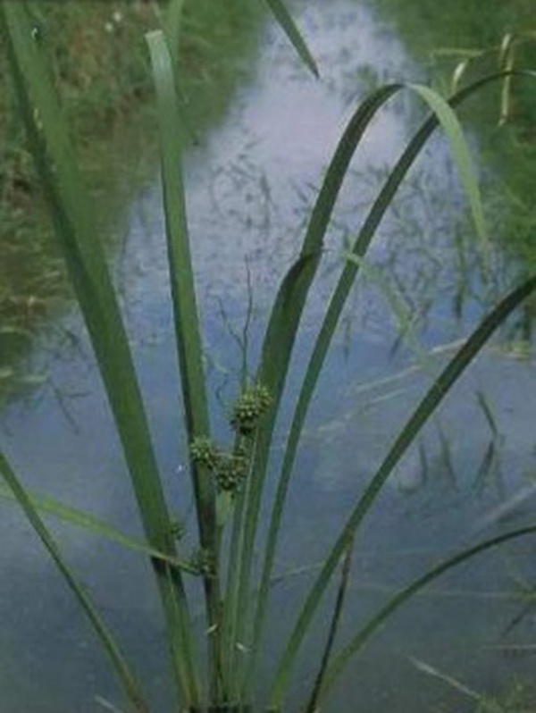 小龍蝦塘種植小米草的優(yōu)點(diǎn)和種植方法