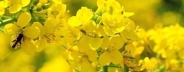 油菜種子如何種，種植方法是什么？