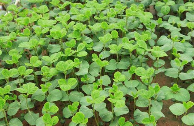 黑豆如何種植？種植方法是什么？有什么需要注意的？