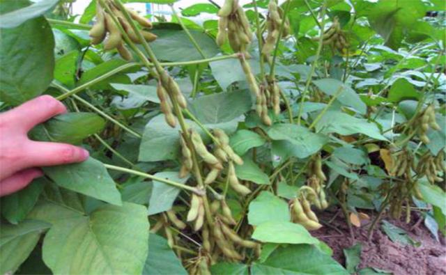 種植黑豆時(shí)，掌握技術(shù)方法產(chǎn)量能提升