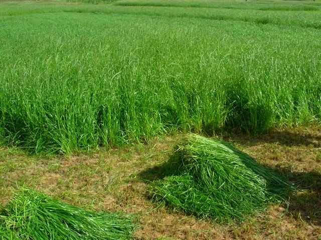 養(yǎng)牛、羊種植什么牧草好？種植如何利用？