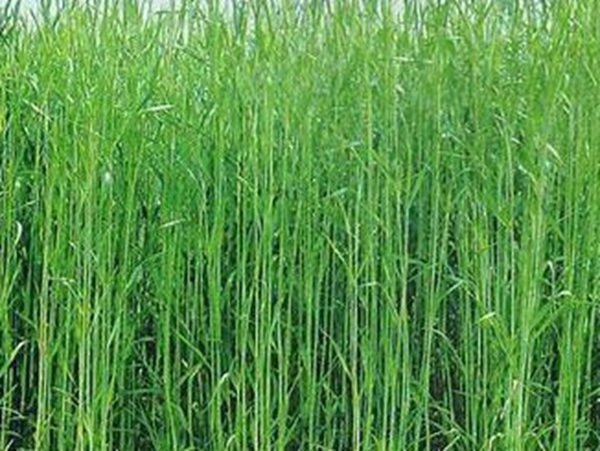 牧草要怎么種植比較好，有什么好的方法？
