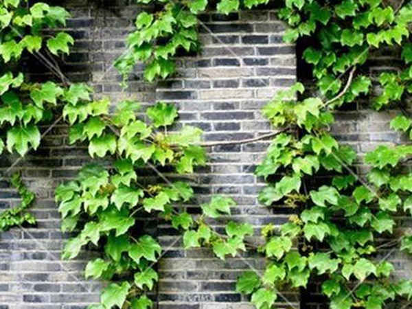 「爬山虎」的種植方法，有什么種植要求？