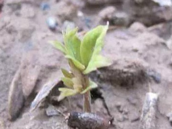 爬山虎的繁殖方法，存活率怎么樣？