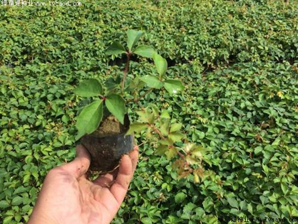 種植爬山虎優(yōu)勢？你可能不知道它還有這五個好處！