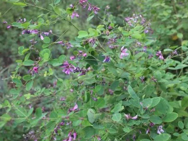 落葉灌木30——胡枝子生態(tài)習性