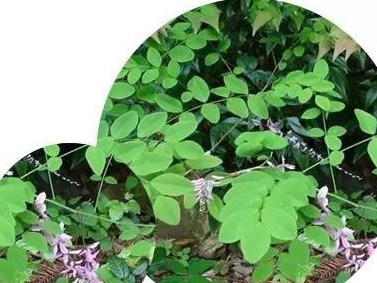 護(hù)坡灌木——多花木蘭栽培要點(diǎn)