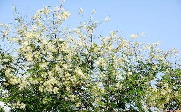 賞花——【銀合歡】主要價(jià)值