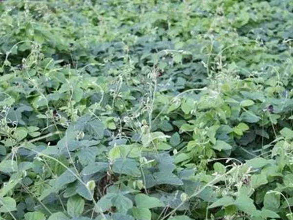 豆科植物——大翼豆栽培管理以及價(jià)值與利用