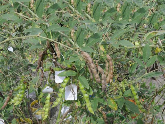木豆種植技術(shù)介紹以及管理方法