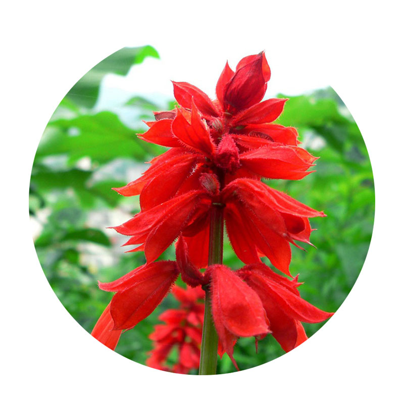 一串紅