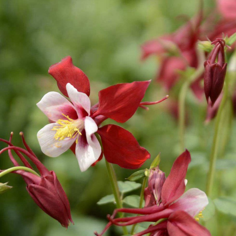 小花耬斗菜