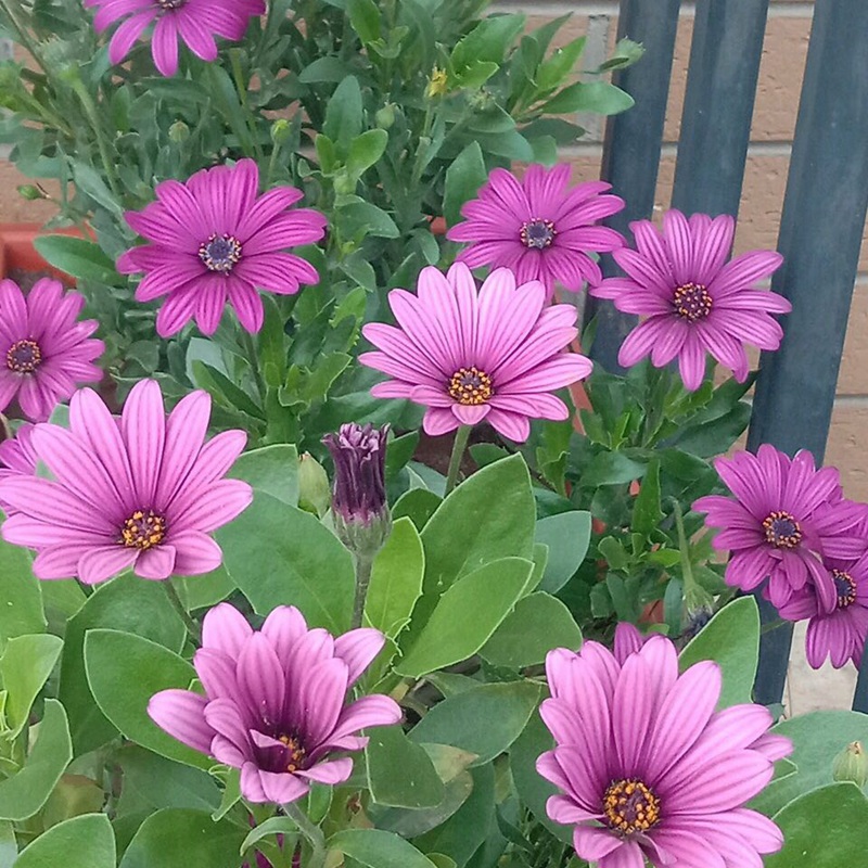 南非萬壽菊