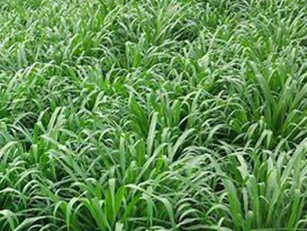 牧草要怎么種植比較好，有什么好的方法？
