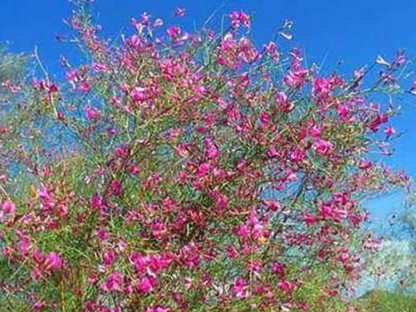 常見植物花棒——耐旱、喜光樹種