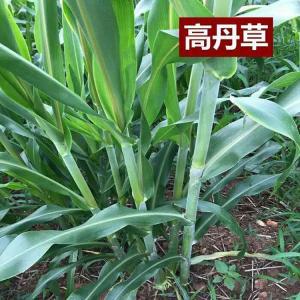 高粱與蘇丹草的結(jié)合，高丹草的優(yōu)勢有哪些