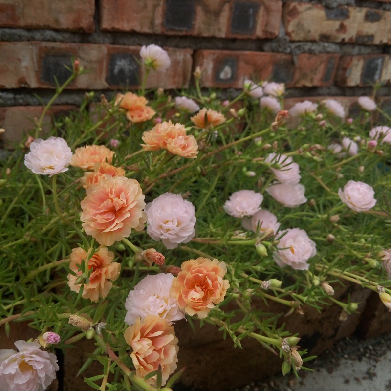 太陽(yáng)花
