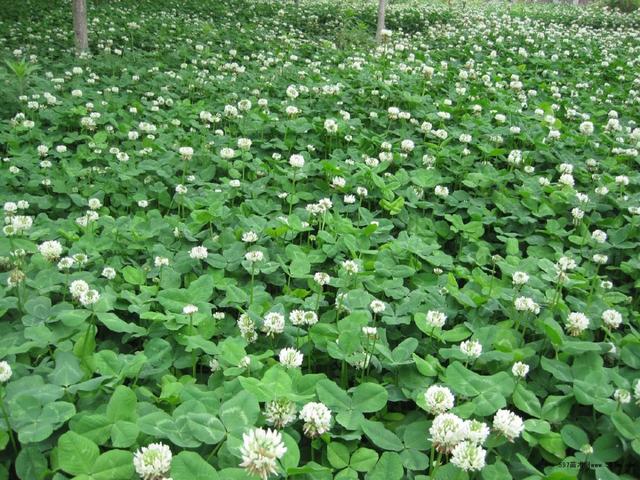 白三葉的種植技術(shù)，什么時候種植比較合適