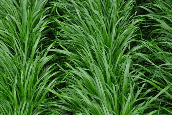 黑麥草什么時候種植比較好？如何種植黑麥草？