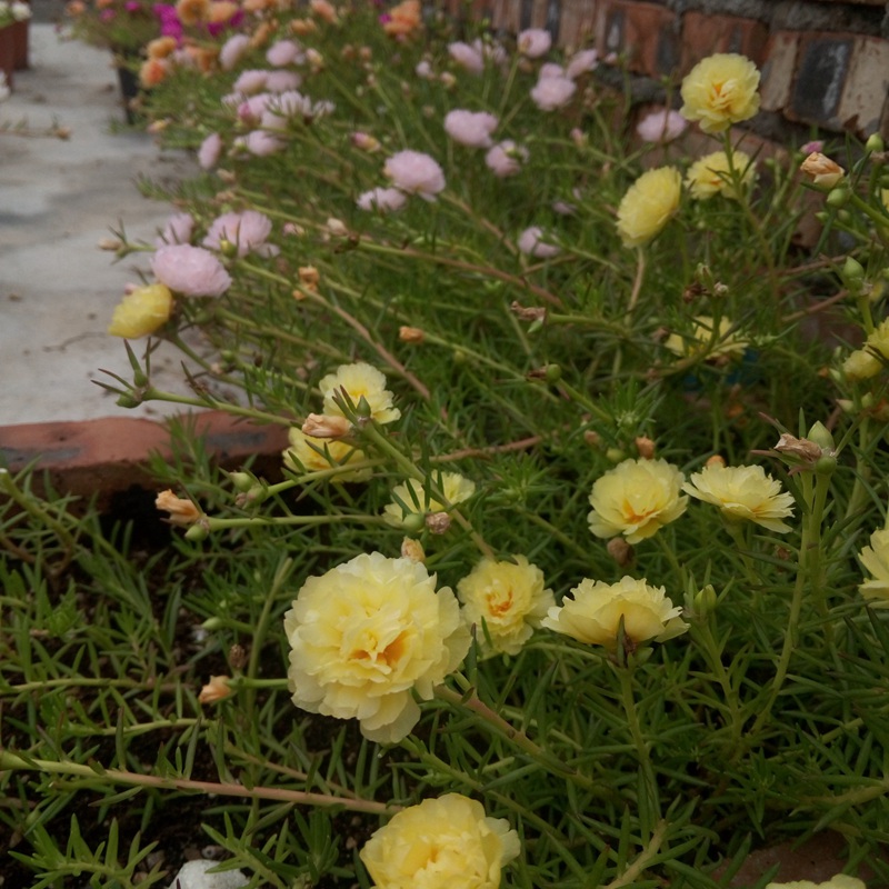 太陽(yáng)花