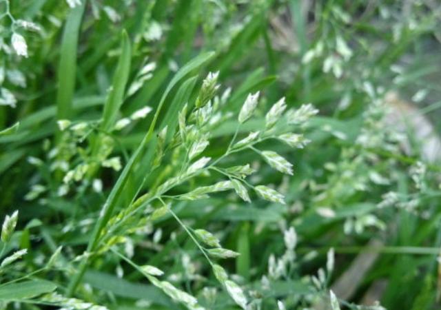 優(yōu)質(zhì)草坪草早熟禾的技術特點，種植養(yǎng)護有幾個要點