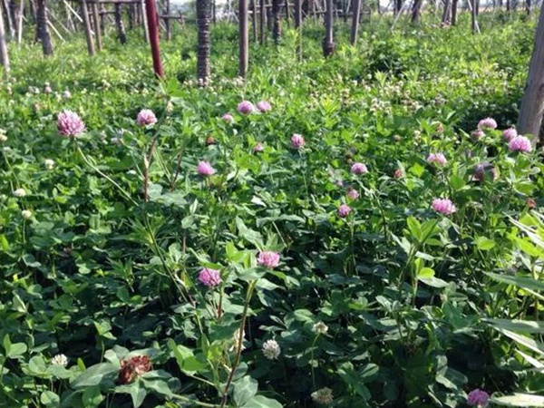 十種優(yōu)質(zhì)牧草及其栽培技術(shù)與方法