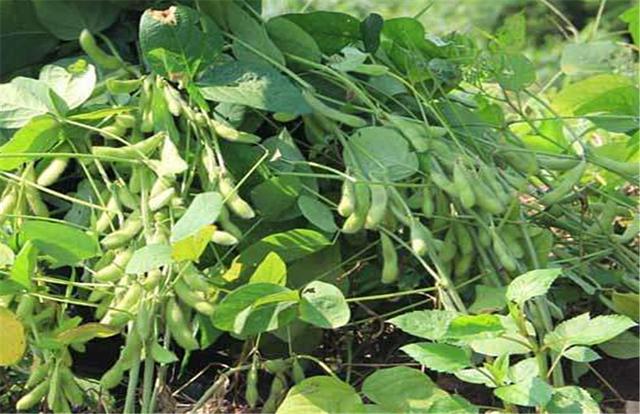 黑豆如何種植？種植方法是什么？有什么需要注意的？