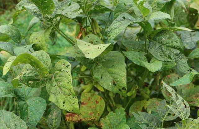 黑豆種植方法有哪些？什么時(shí)候播種比較合適？