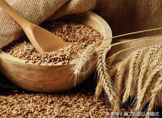 燕麥種子發(fā)芽率低怎么辦？怎么樣才能提高燕麥種子的發(fā)芽率？